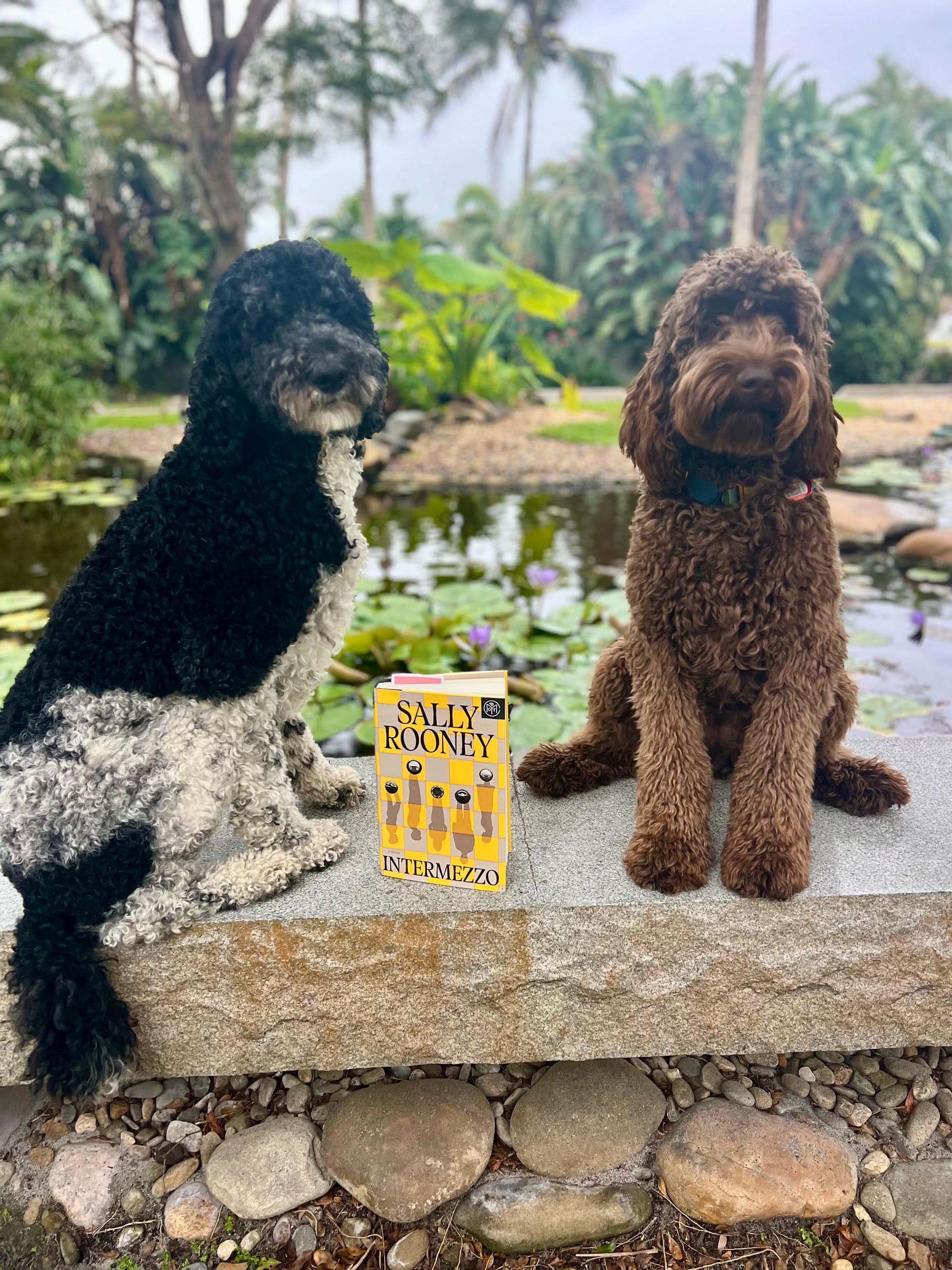 Dogs with a book
